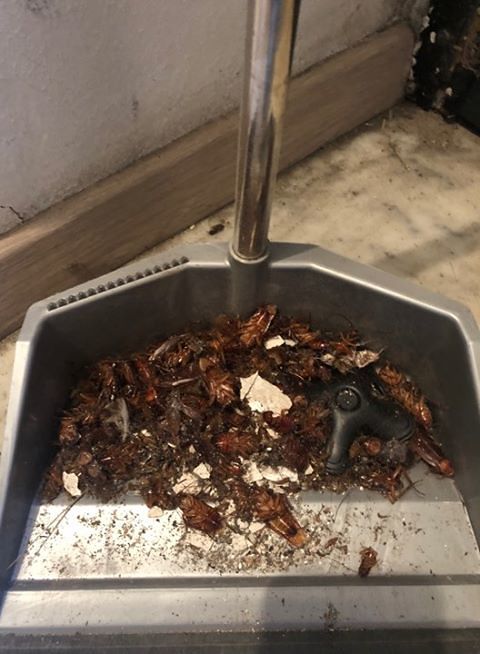 Cagliari, centro storico invaso dalle blatte “americane”: “Oggi ne ho raccolto una paletta piena” (VIDEO)