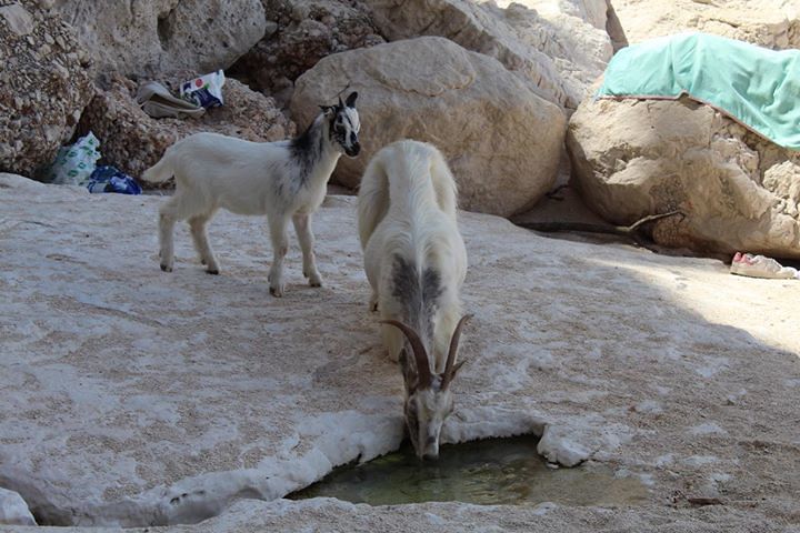 Estate e caldo, due capre selvatiche bevono alla sorgente di Cala Goloritzè tra lo stupore dei bagnanti