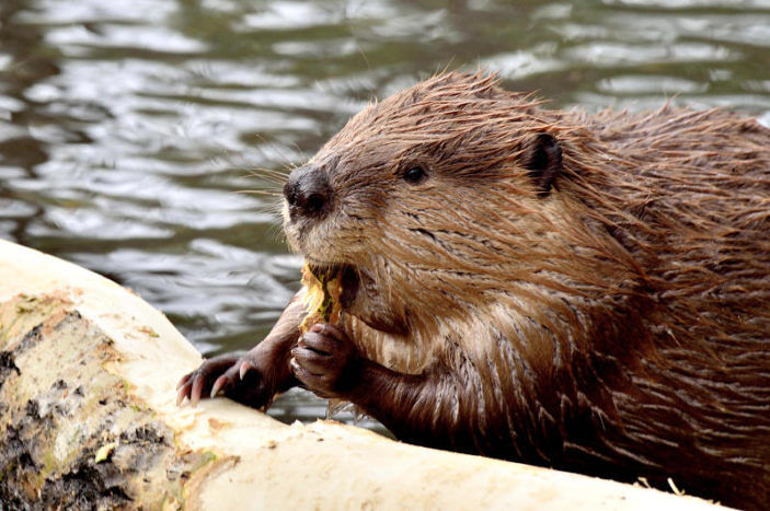 Bagnante morso da un castoro mentre fa il bagno a pochi metri dalla riva