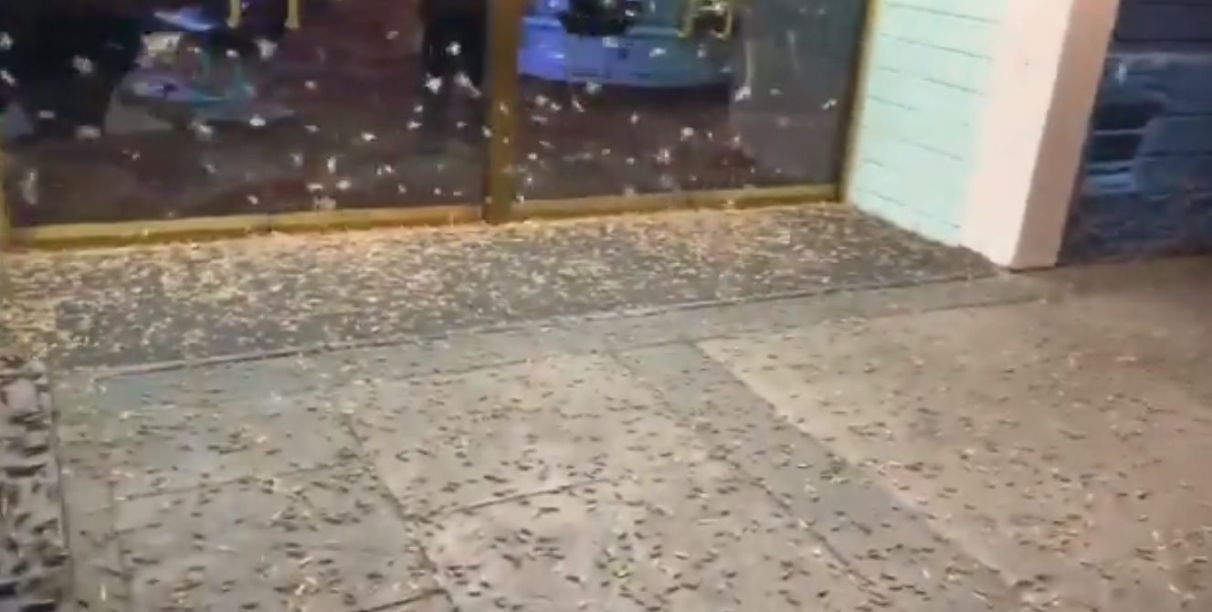 Panico a Las Vegas, milioni di locuste invadono le strade