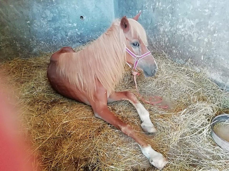 Sarroch, la dolce cavallina del parco sta meglio: “E ora vogliono adottarla”