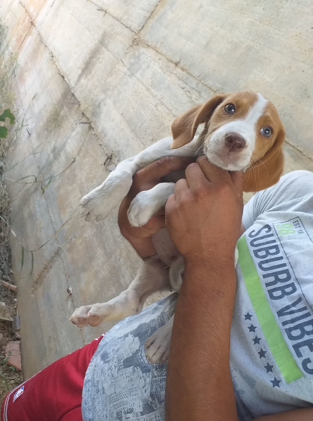 Assemini, tre cuccioli meticci abbandonati nelle campagne: aiutiamoli a trovare una casa!