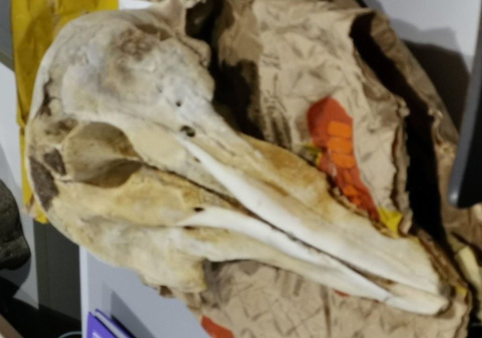 Elmas, coppia di turisti francesi porta via la testa di un delfino: “Da noi è permesso”