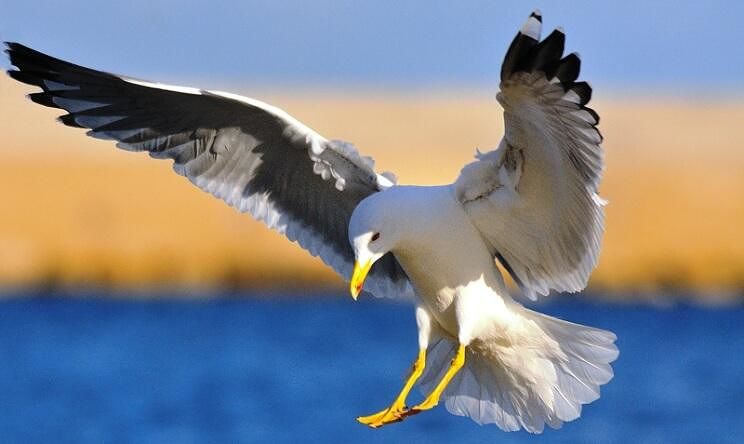 Gabbiani sempre più aggressivi: ecco perché