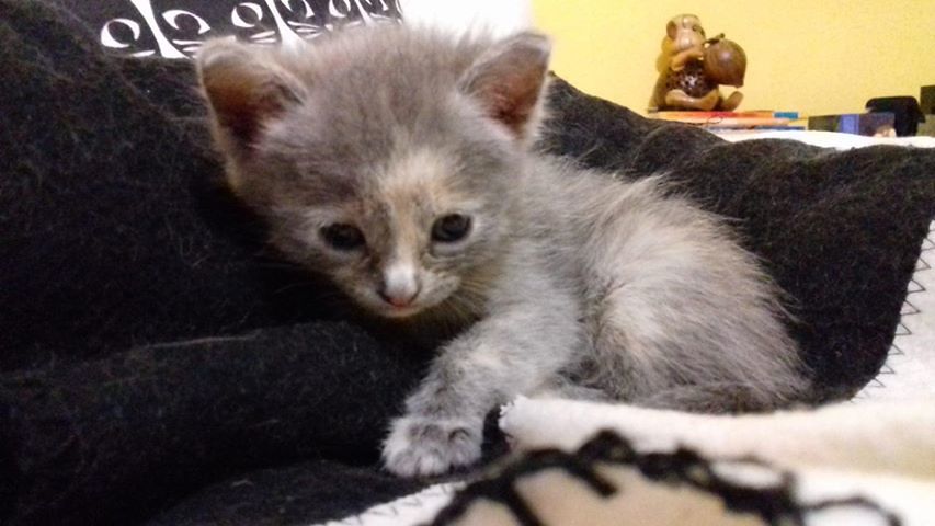 Scoperta choc a Serramanna: “Quattro gattini lasciati morire dentro una busta di plastica”