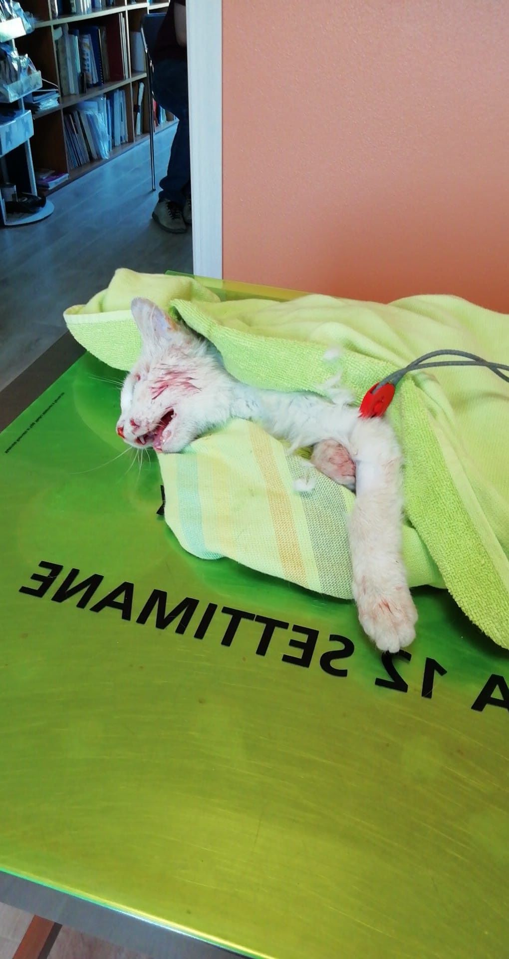 Gattina investita a Capoterra, l’incivile neanche si ferma: colletta per riuscire a curarla