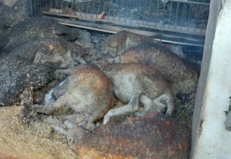 Siniscola, il fuoco fa strage di animali rimasti intrappolati negli ovili