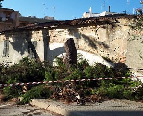 Cagliari, giù il pino storico di via Monte Grappa: residenti di Tuvixeddu in rivolta