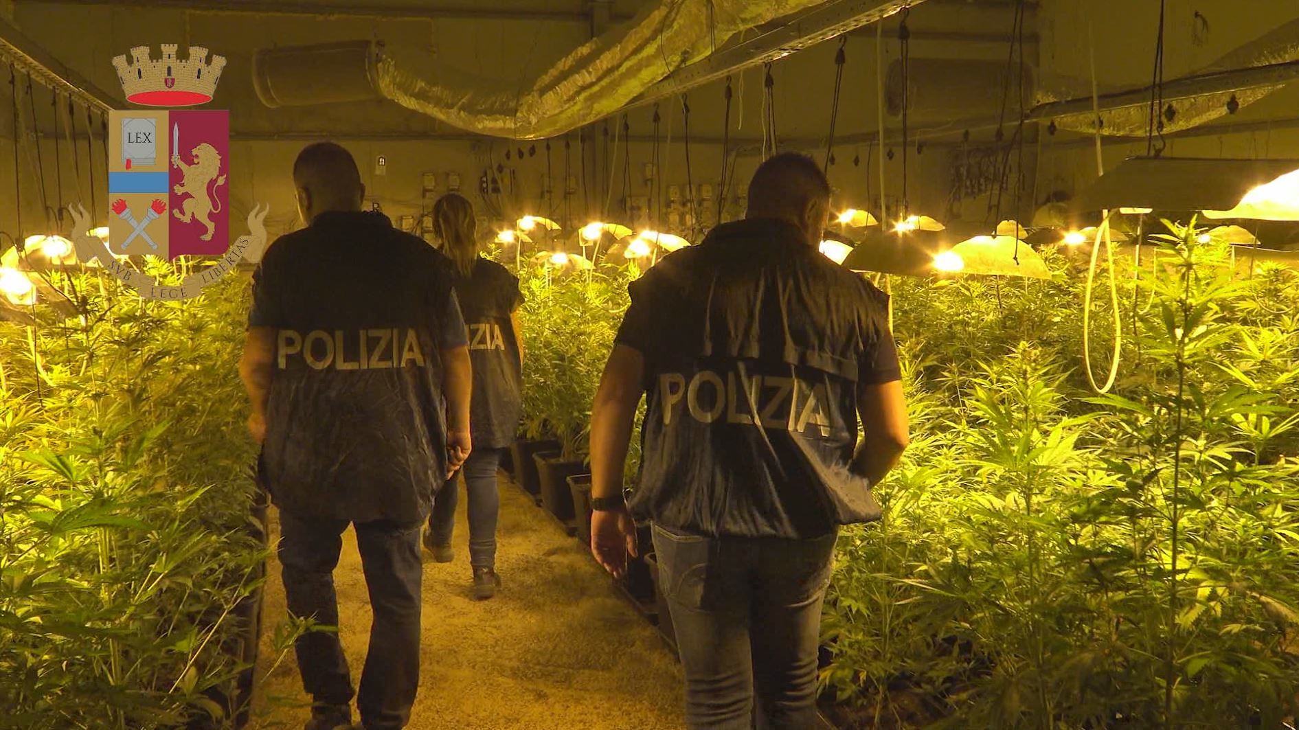 Allevatore in manette a Mores: aveva costruito una serra per la coltivazione di marijuana