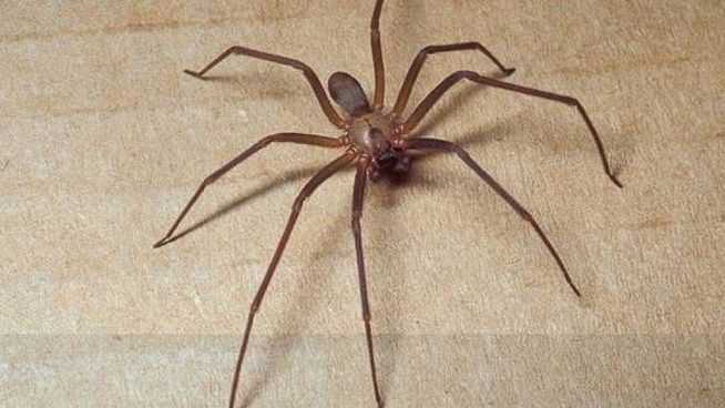 Allarme ragno violino, l’estate pericolosa degli insetti: ecco gli effetti a cui stare attenti