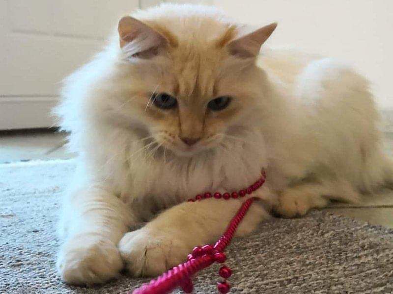 Orrore a Carbonia: “Il mio gatto massacrato a calci e morto dopo una lunga agonia”