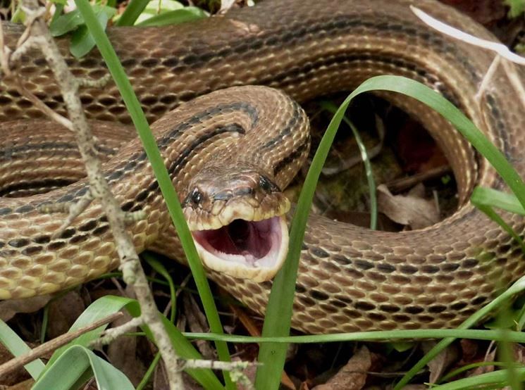 Il serpente più lungo d’Europa sulla spiaggia adriatica: un turista riesce a filmarlo
