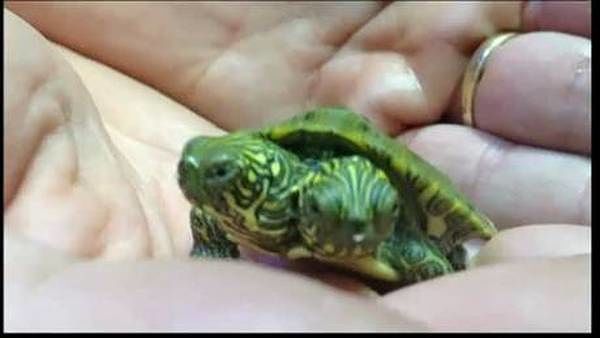 Straordinaria scoperta in Malesia: ambientalisti trovano una tartaruga a due teste