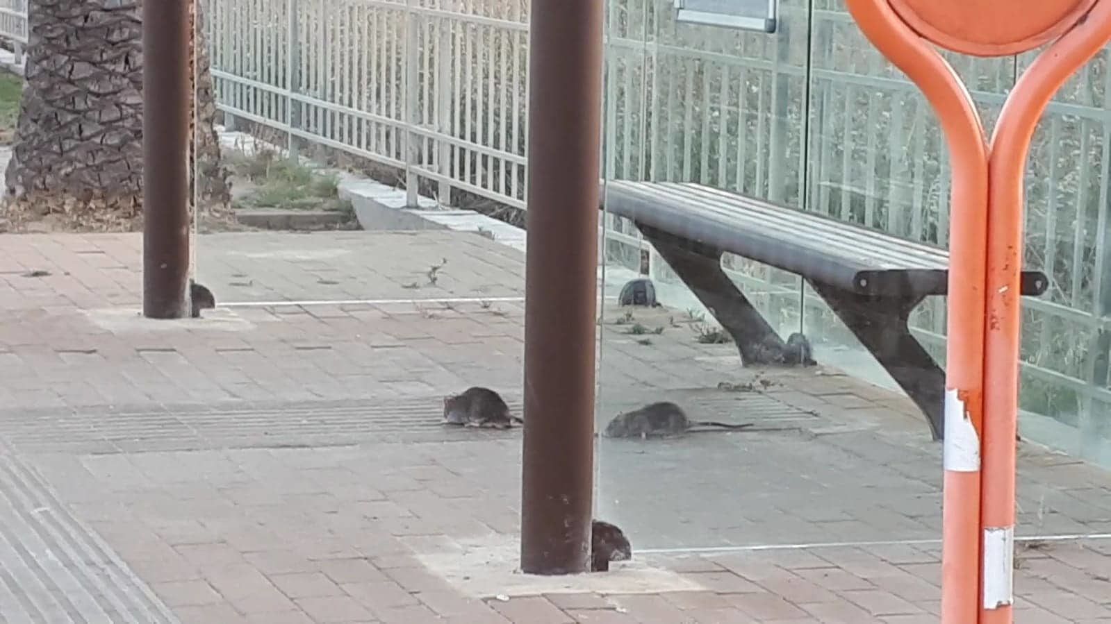 Al Poetto di Cagliari i topi ballano alla fermata del pullman: “Cinque belli grossi”