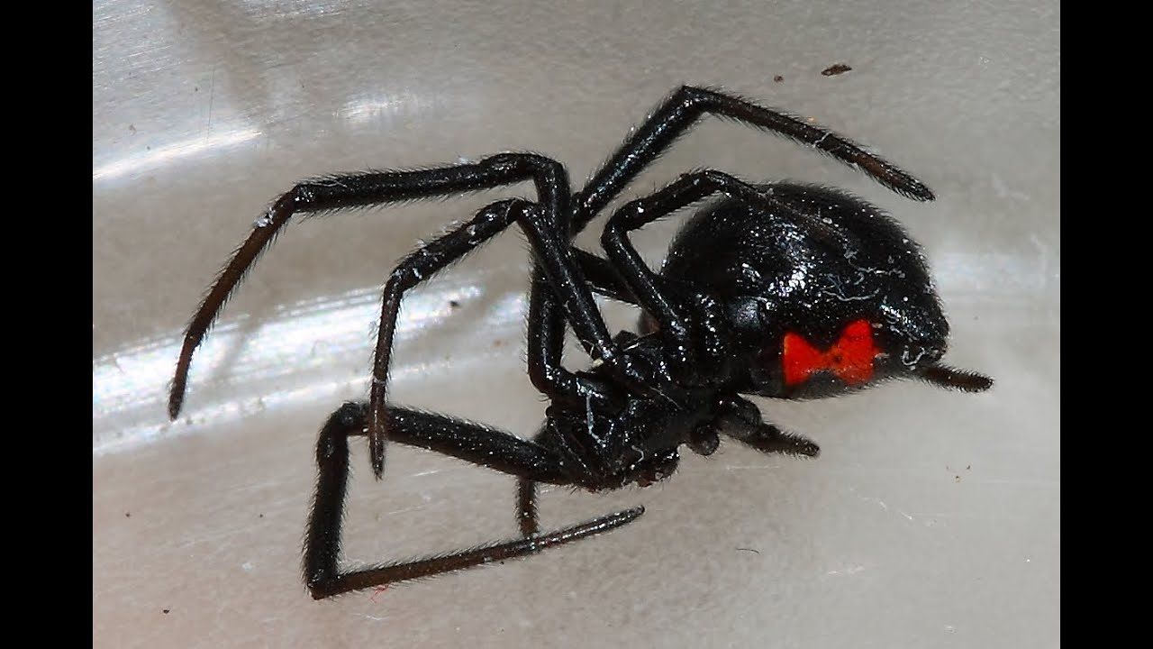 Un ragno “vedova nera” punge 50enne: salvato dall’antidoto portato in volo