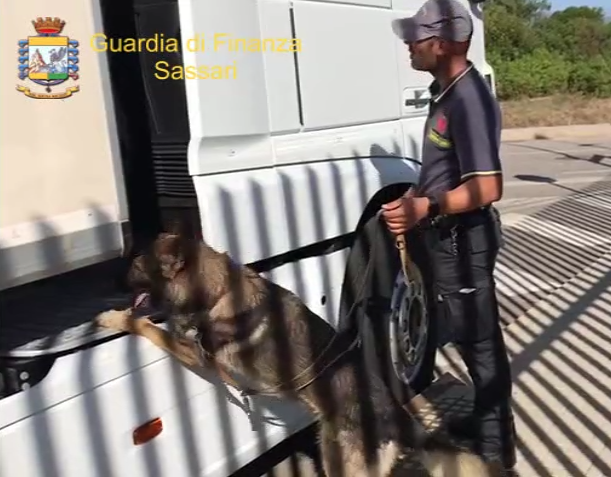 Maxi sequestro di cocaina in Sardegna: il fiuto dei pastori tedeschi incastra un oristanese