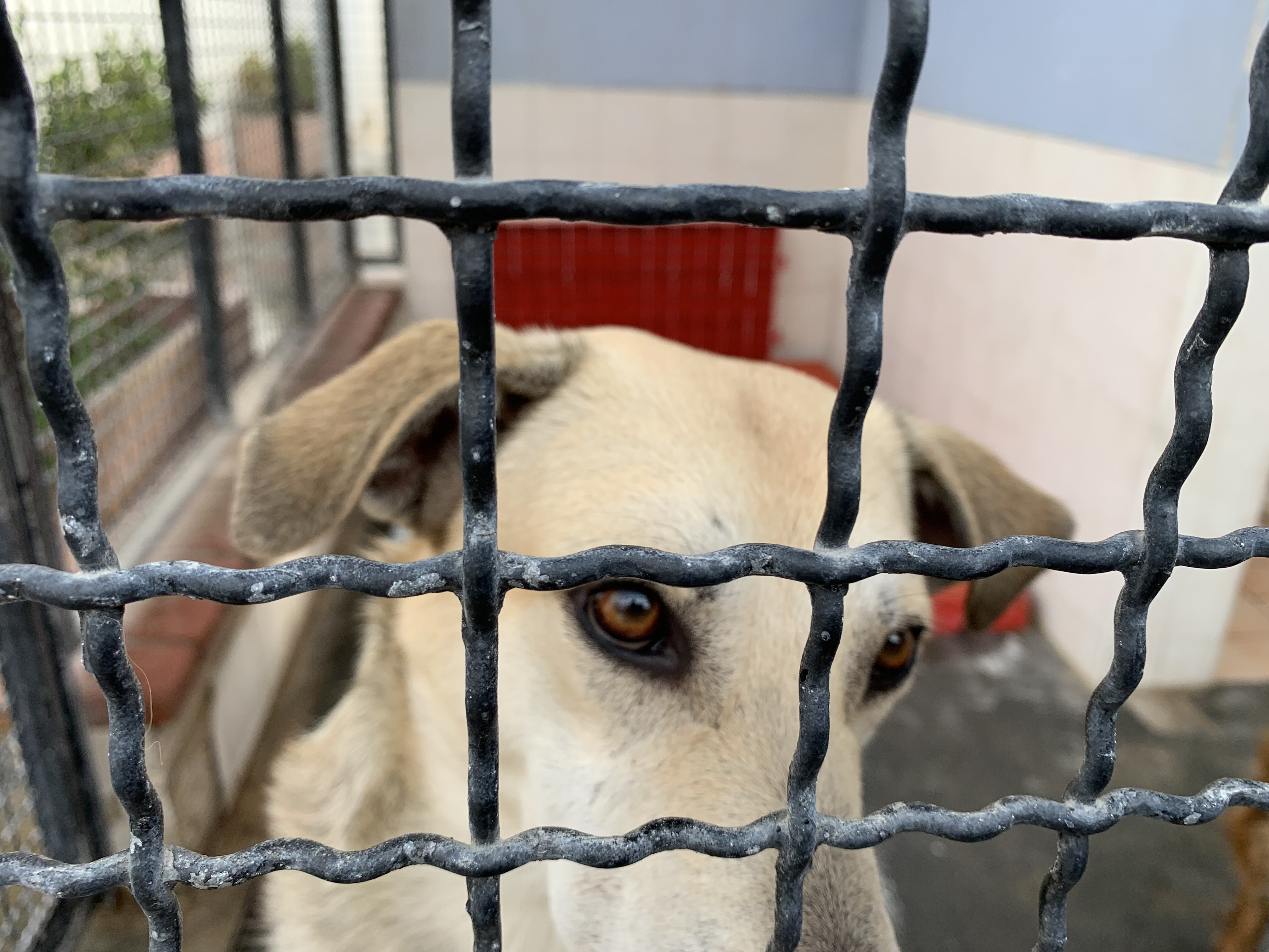 Cagliari, l’sos arriva dal canile: “130 cani assistiti da due soli operatori”. Chiude la struttura?