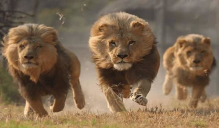 Sudafrica, uomo ucciso dai suoi stessi leoni in una riserva di caccia