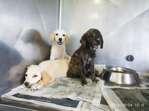 Choc in Sardegna, abbandonano 3 cani e fuggono con l’auto: “Salvati da una coppia di turisti”