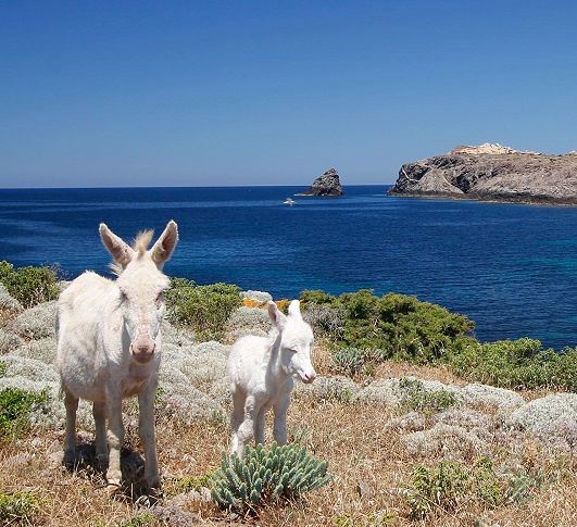 Le star dell’Asinara: i simpatici asinelli bianchi