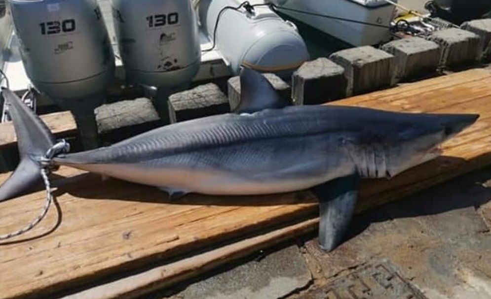 Arbus, all’amo abbocca uno squalo Mako a Porto Palma