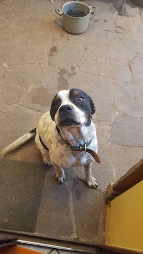 Quartu, Mask è scomparso da Flumini: sos per ritrovarlo