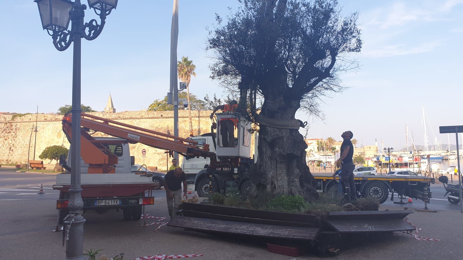 Alghero, trasferito l’ulivo secolare: “Fioriera deteriorata”