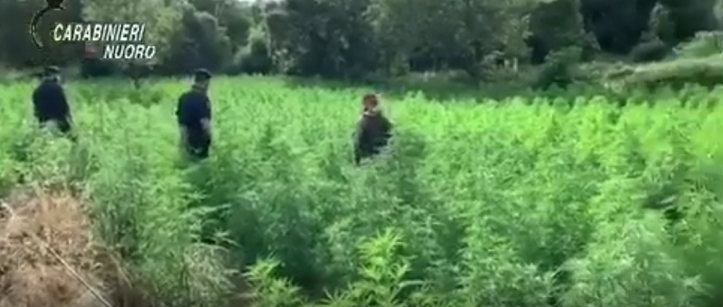 Bolotana, scoperta una piantagione di marijuana: dalla vegetazione spuntano 2000 piante
