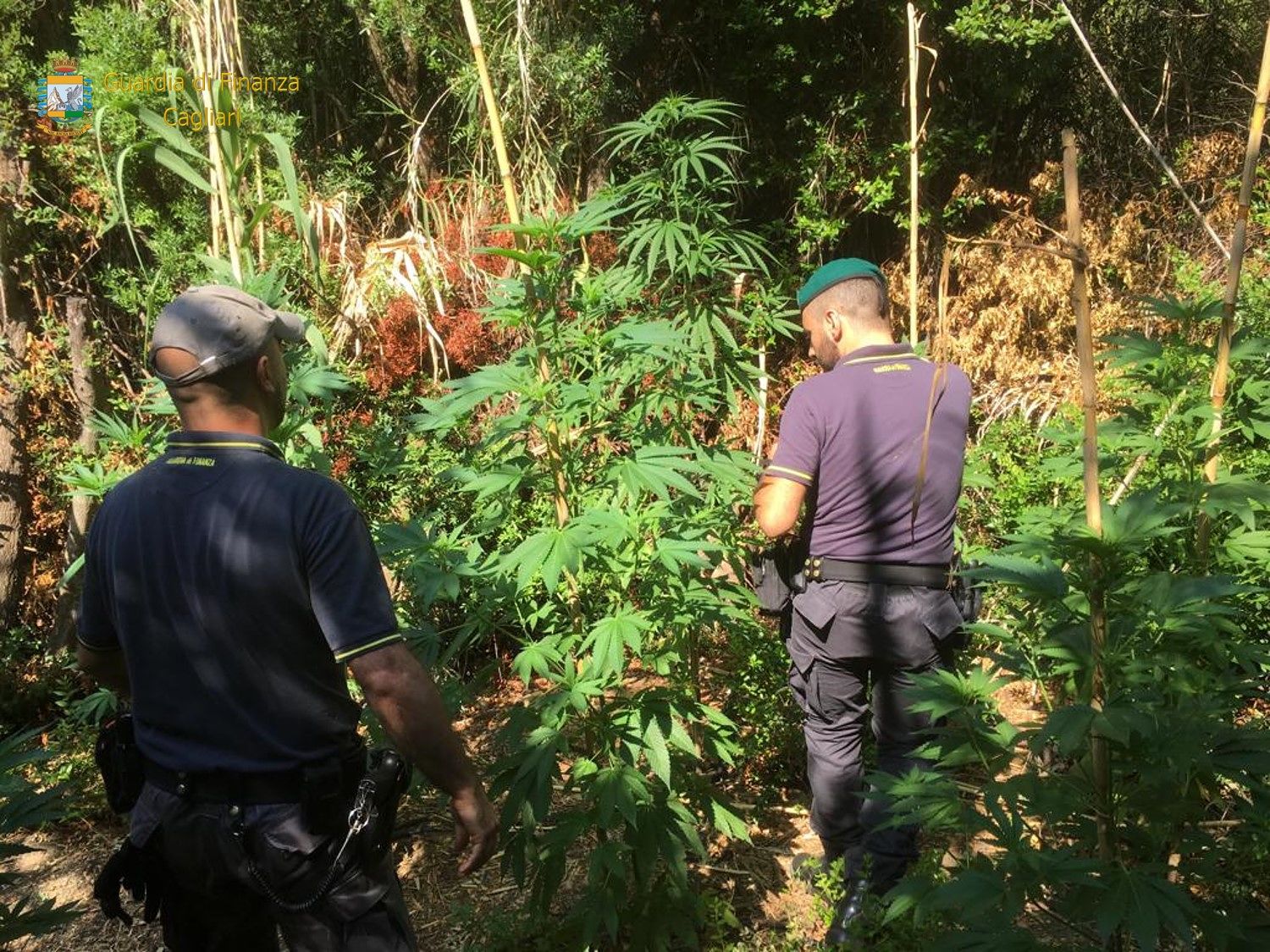 Maxi piantagione di cannabis scoperta a Maracalagonis, 47 piante innaffiate con acqua rubata