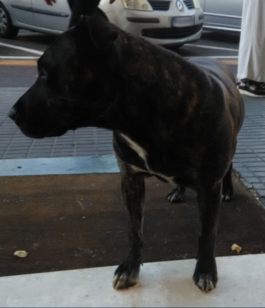 Sos per un pitbull femmina a Cagliari: “È dolcissima e gira in via Is Mirrionis, di chi è?”