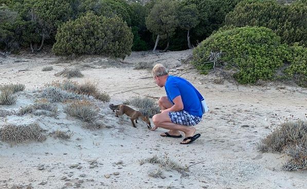 Giorgia, la volpe golosa in spiaggia a Villasimius: “Ha divorato il mio pacchetto di crackers”