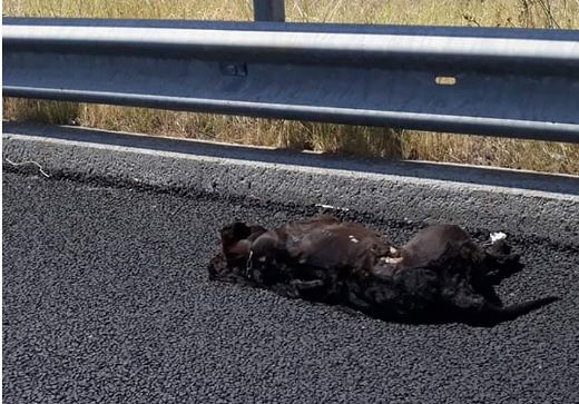 Cane morto a Quartu sulla 125: “È lì da un mese, il Comune deve portarlo via”