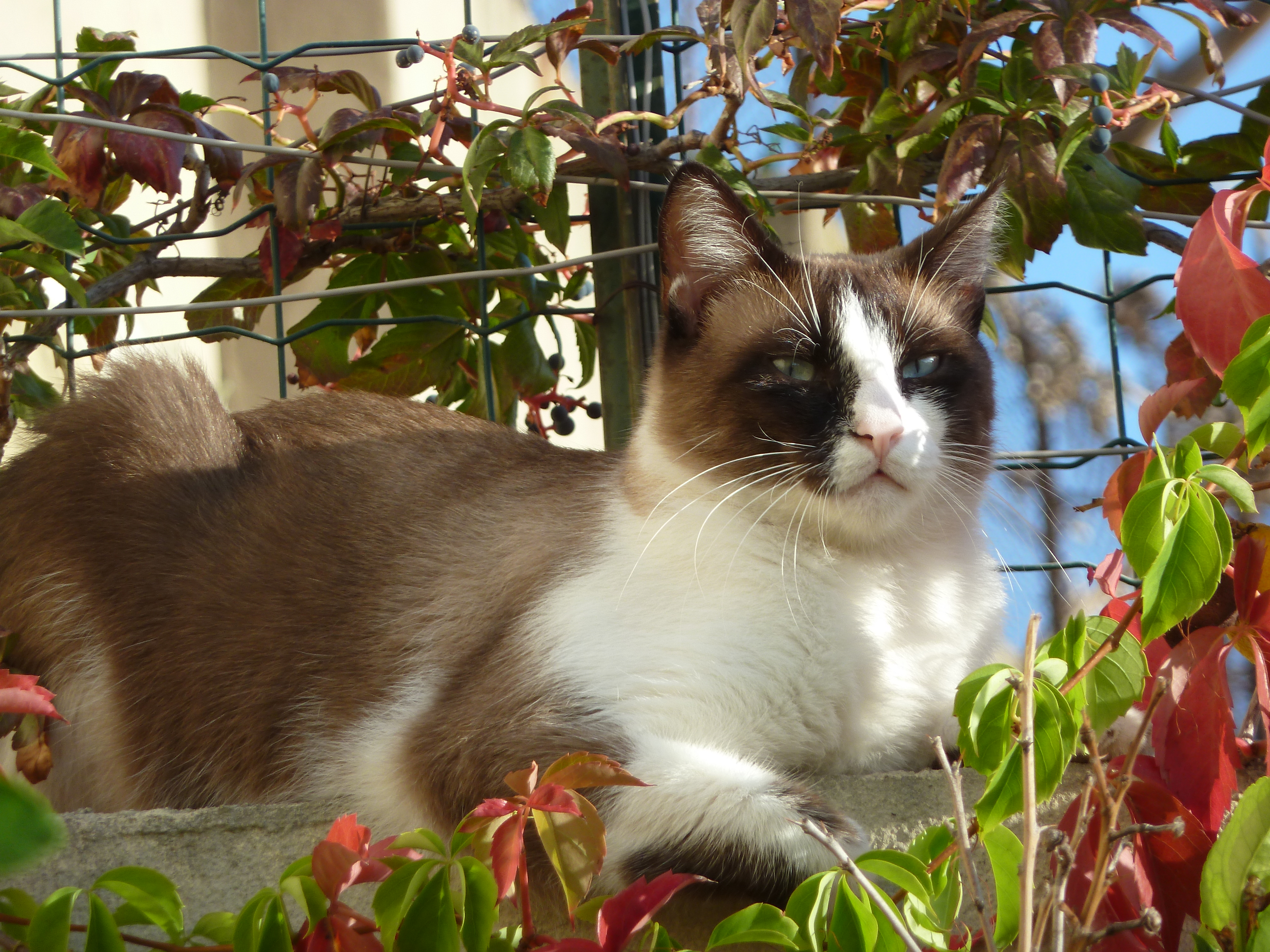 Cagliari, il gatto Emanuele è scomparso: “E’ come un figlio, aiutatemi a trovarlo”