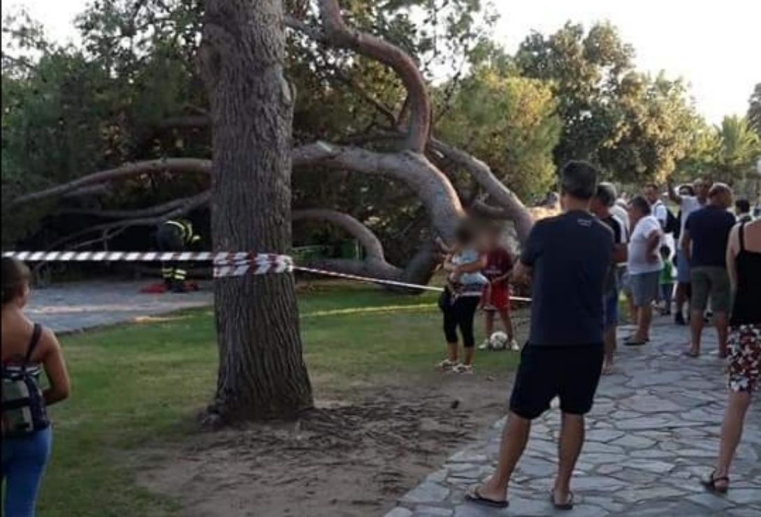 Pino crollato nel parco Parodi a Quartu: “Abbiamo visto la morte in faccia”