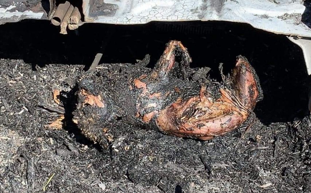 Maxi incendio a Settimo, cagnolino bruciato. La disperazione dei volontari: “Perchè l’uomo è così crudele?”