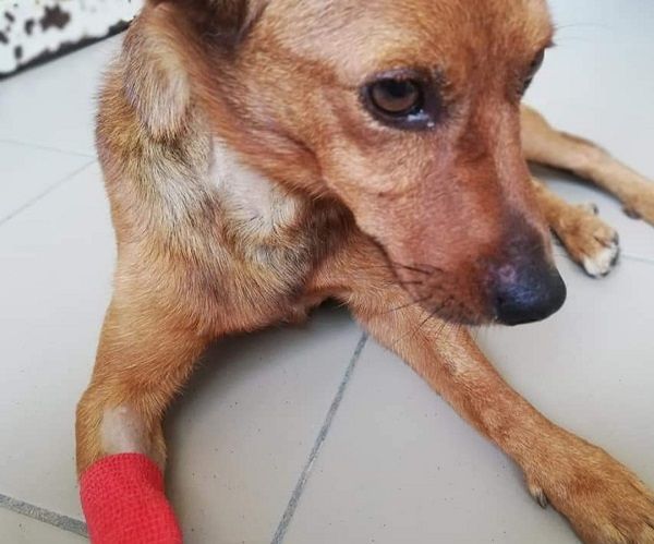 Crudeltà verso gli animali: il povero Cocco sparato sei volte, ora è in cura a Villacidro