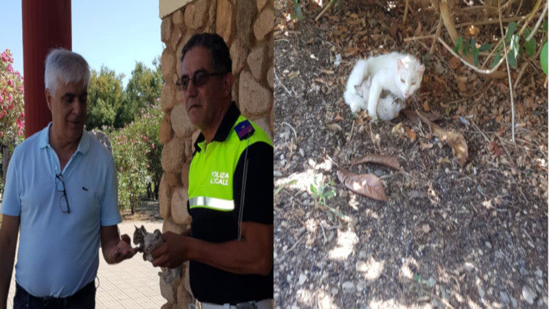 Abbandonati sulla spiaggia, la “nuova vita” di due gattini di Capoterra: “Hanno una nuova mamma”
