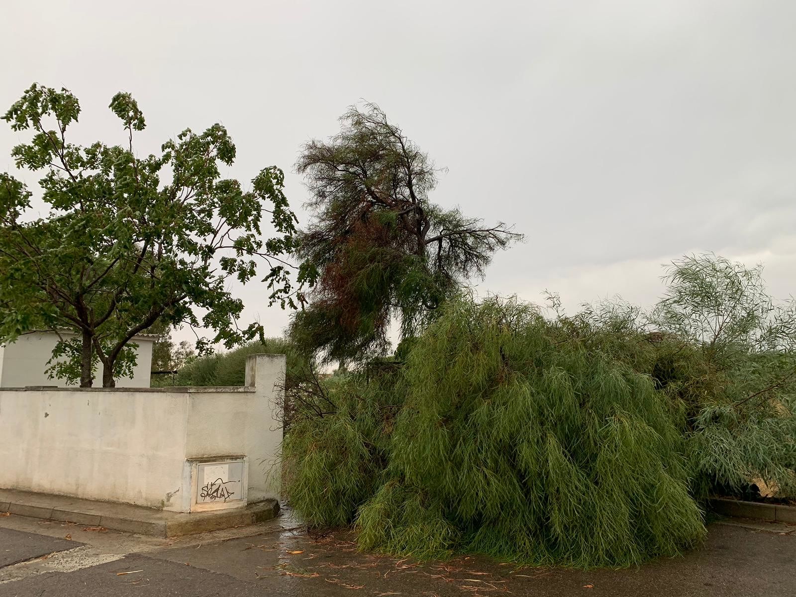 Terrore a Quartu, fulmine centra un albero di una villetta a Capitana: “Ho avuto tantissima paura”