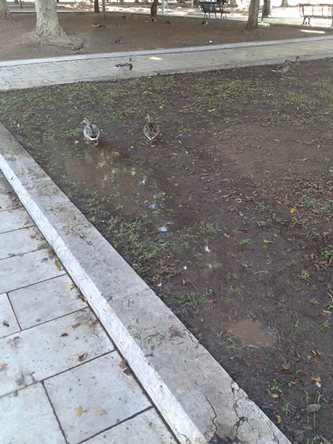 Piazza Giovanni  piena di anatre: “Sono state “sfrattate” dal parco della Musica?”
