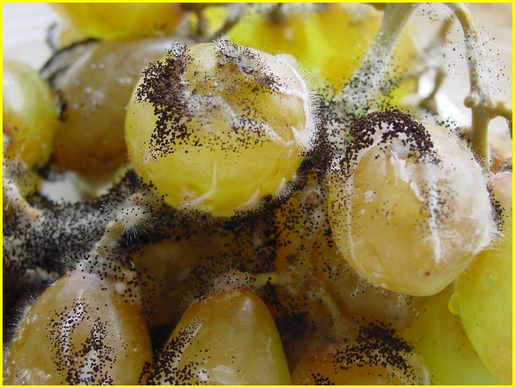 Il lievito al profumo di rosa combatte la muffa cancerogena: dall’Università di Sassari un rimedio naturale