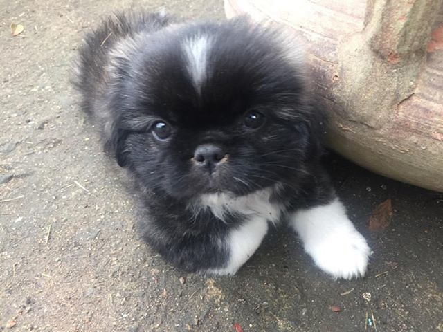 Is Molas, è sparito Buddha e appena due mesi: sos e ricompensa per chi lo ritrova