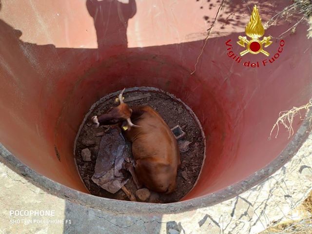 Aritzo, lo spettacolare salvataggio di un bue caduto nel fondo di un pozzo