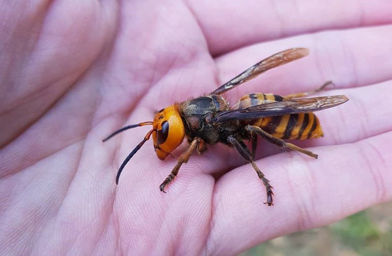 Turista uccisa da una puntura, allarme calabroni killer in Europa