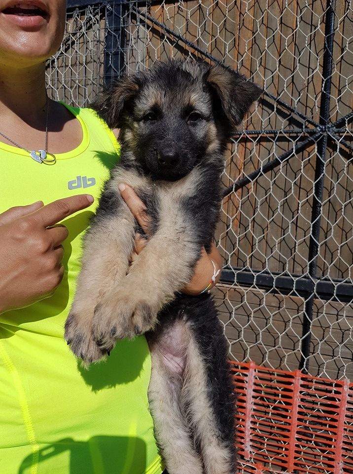 Ussana, tre splendidi cuccioli di pastore tedesco abbandonati in via Donori: chi li vuole adottare?