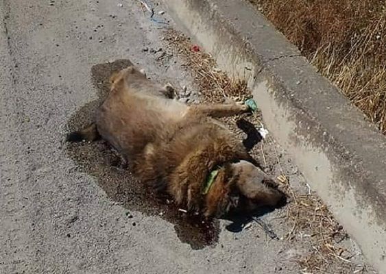 Carcassa di cane sulla 554 da 2 settimane, ultimatum degli animalisti al comune di Quartu: “Seppellitelo”