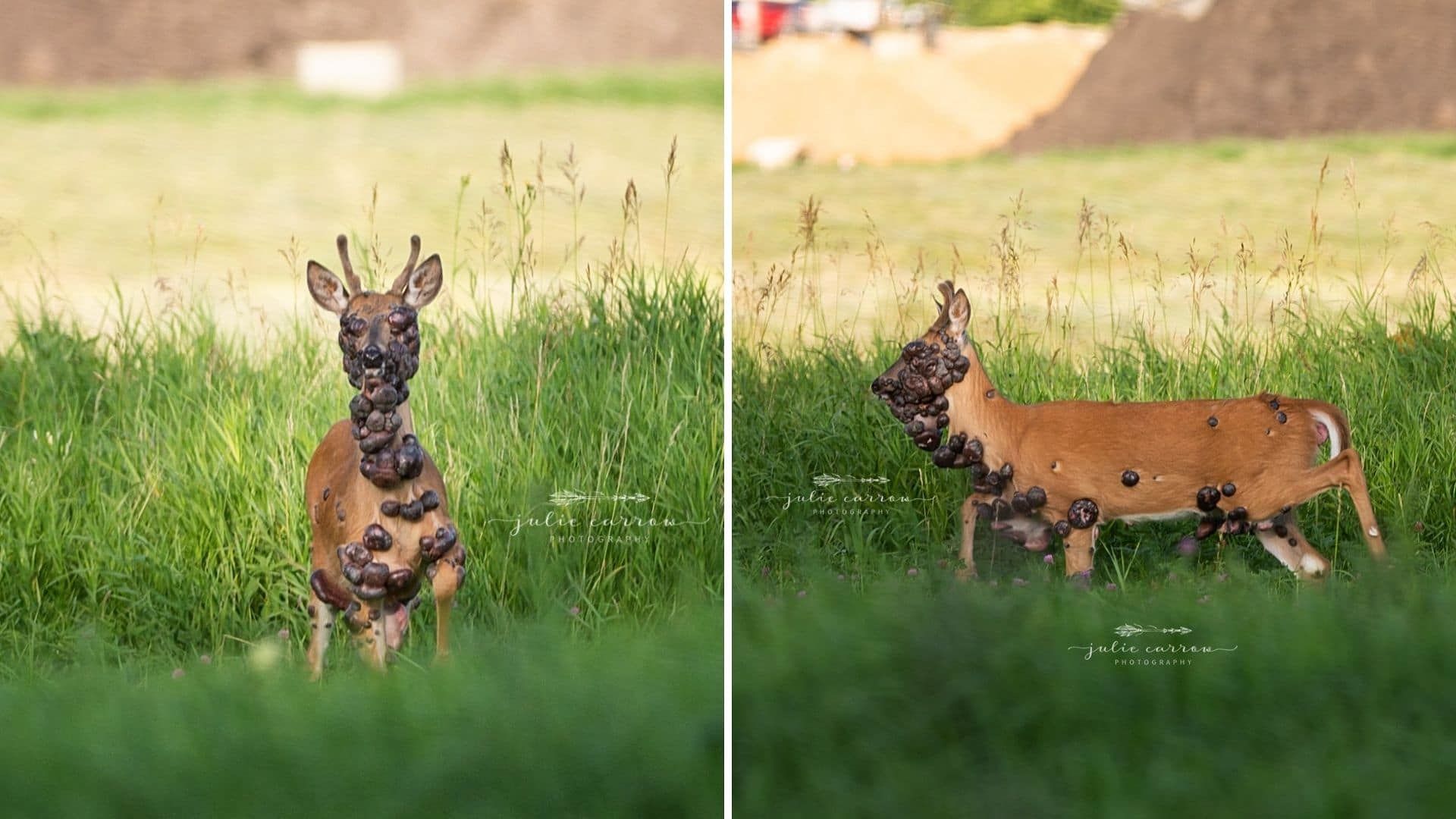 Usa, un cervo ricoperto da tumori: le foto choc fanno il giro del mondo