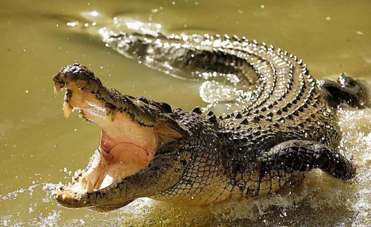 Allarme in Sardegna: “Dal circo è sparito un coccodrillo. Fate attenzione”