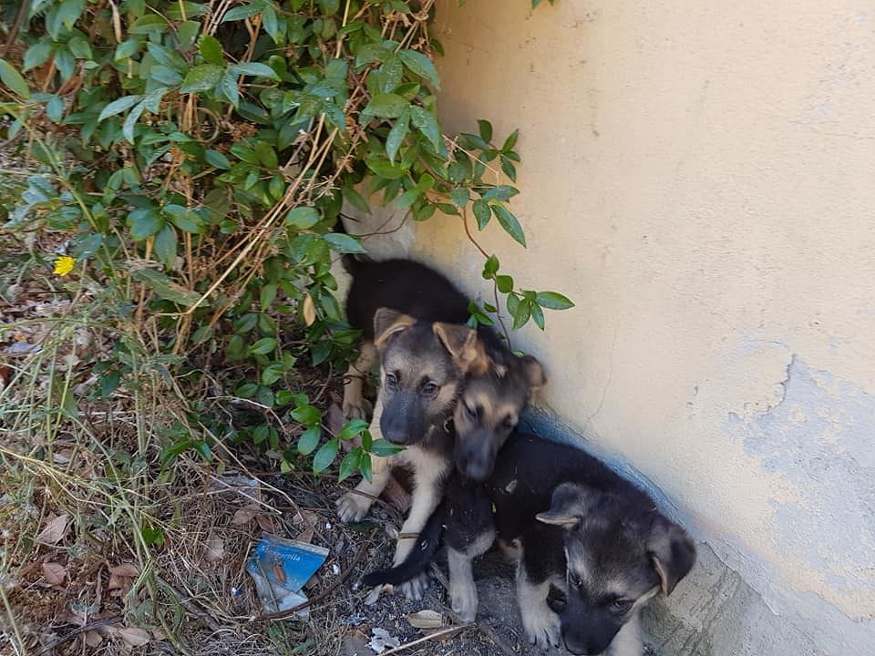 Altri tre cuccioli di pastore tedesco ritrovati a Ussana, dopo quelli di ieri: come fare per adottarli