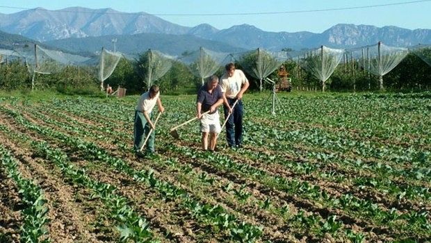 Regione, corsi di agricoltura a Isili e Is Arenas: i detenuti al lavoro nei campi
