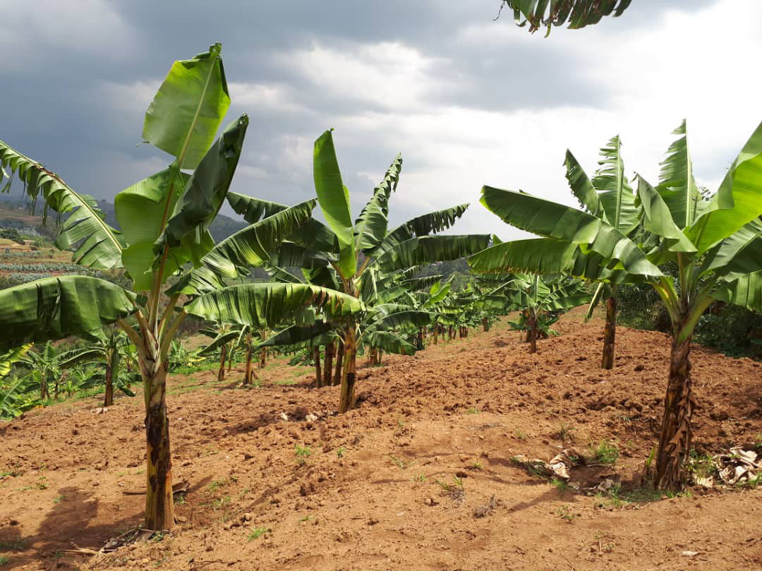 Non solo Xylella, è emergenza per un fungo killer delle banane